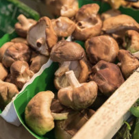 CHAMPIGNONS